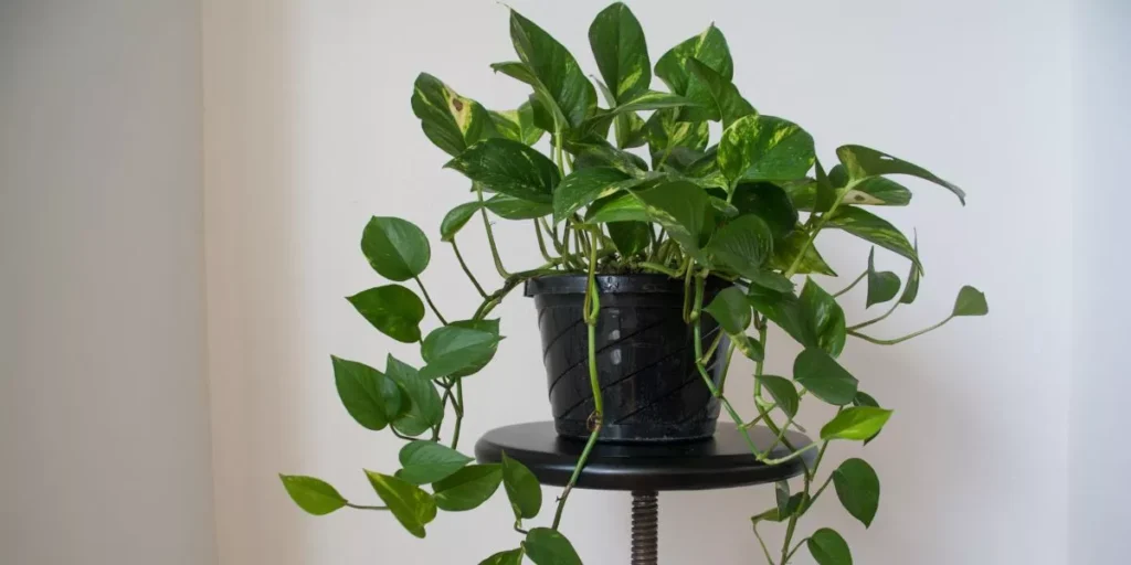 Stylish Ways to Display Indoor Plants